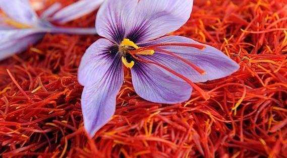 Organic Saffron