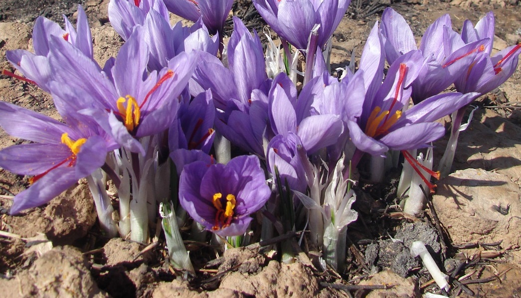 Types of Saffron: