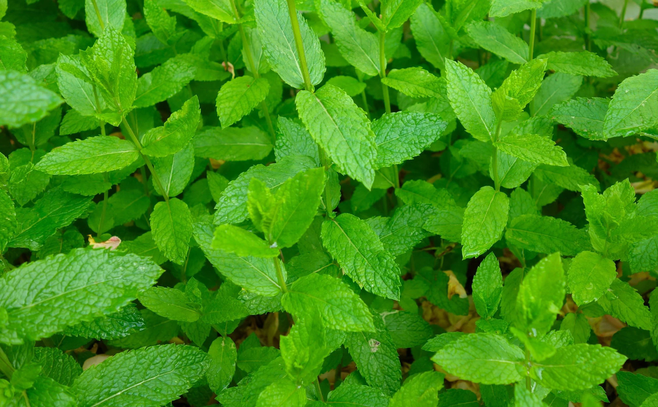Mint Nutritional Value